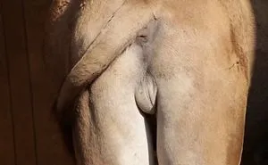 Most Graphic Animal Video Ever Shot Since The Birth Of Youtube!
