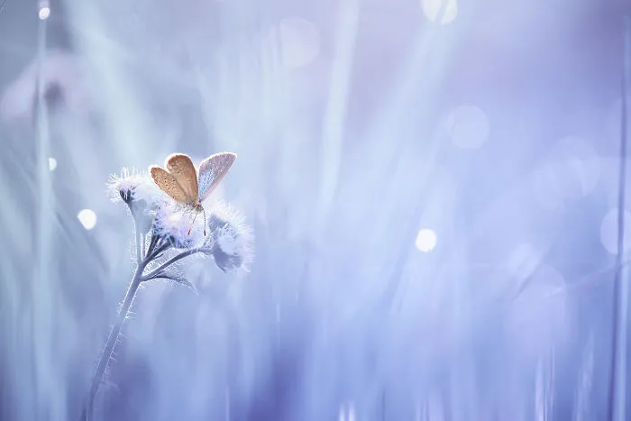 The Colourful Macro World Of Tiny Creatures That I Capture In Indonesia