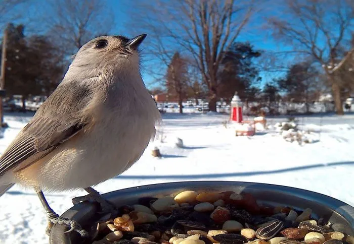 Woman Feeds Birds To Capture Stunning Close-Up Pics While They Eat