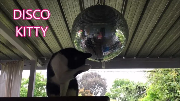 Disco Kitty