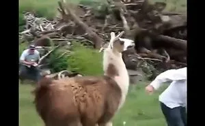 Really Some Animals Behavior Is Funny And Hard To Understand Their Reactions But It Creates Some Laughter To Others Except The One Who Indulged.
