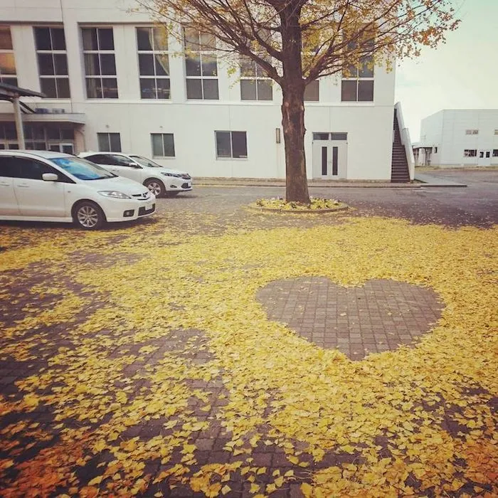 Japanese Are Going Crazy About The Fallen Leaves, Turn Them Into Art