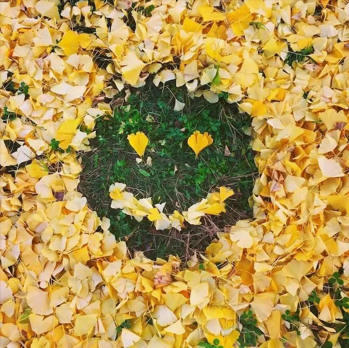 Japanese Are Going Crazy About The Fallen Leaves, Turn Them Into Art