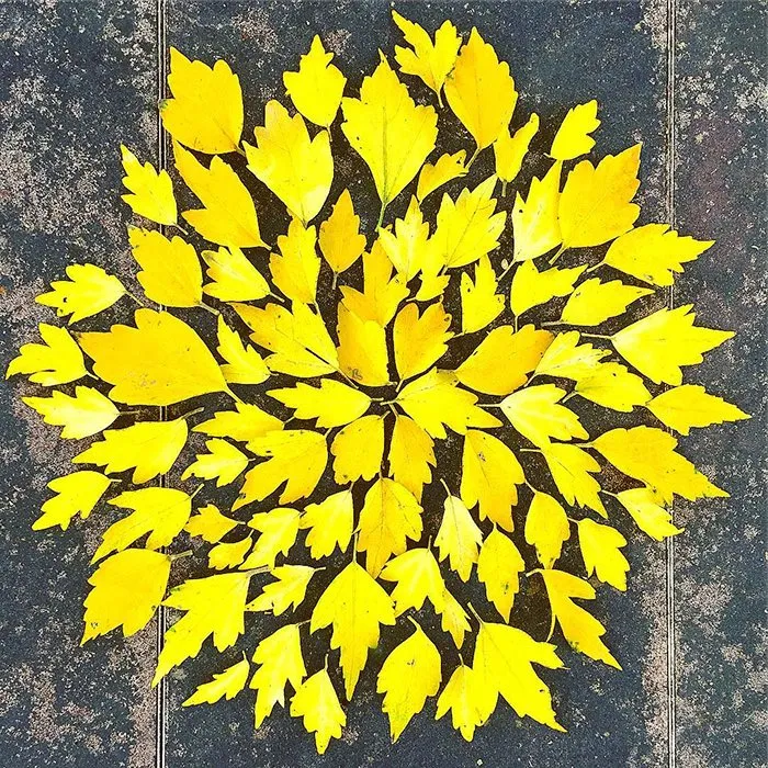 Japanese Are Going Crazy About The Fallen Leaves, Turn Them Into Art