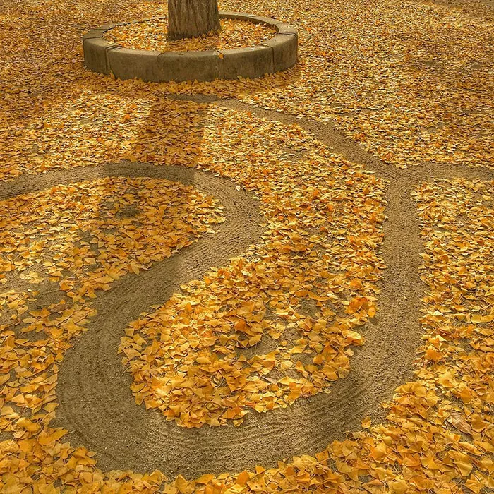 Japanese Are Going Crazy About The Fallen Leaves, Turn Them Into Art