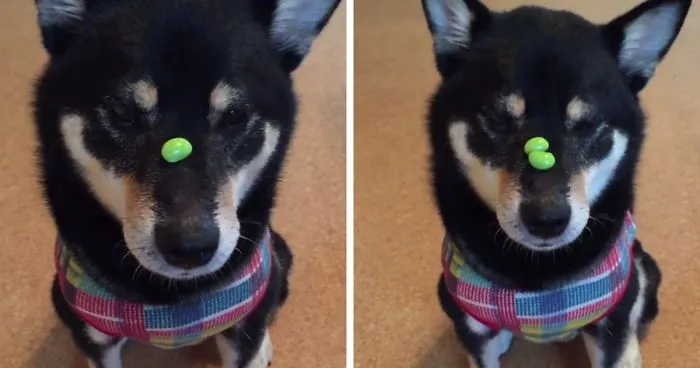 Fastest Treat-Catcher Alive