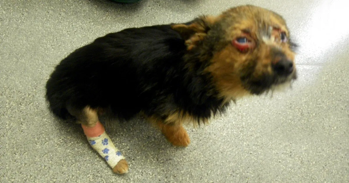 Unos adolescentes torturaron a este perro rompiéndole las piernas y prendiéndole fuego, pero sobrevivió y sigue queriendo a la gente