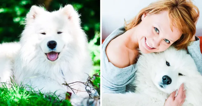 I Make Photos Of Our Lovely Samoyed Dog Totosha Who Just Changed Our Lives For Better