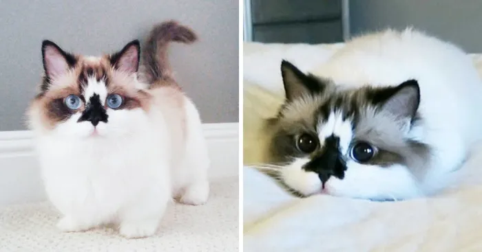Este es Albert, un gato munchkin con una nariz única y 450.000 seguidores