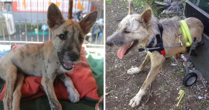 Tiga's Tail: How A Disabled Bali Dog Never Gave Up