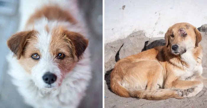 I Documented The Lives Of Homeless Dogs Of The Himalayas