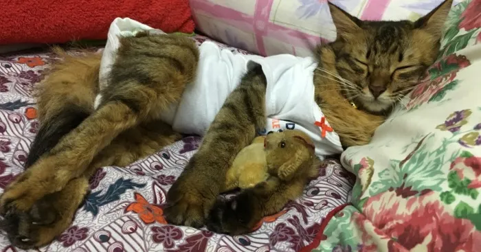 I Adopted A Paralysed Kitty From Being Euthanized And Now She's A Happy Member Of A Huge Family