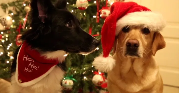 The Most Adorable Christmas Video You'll Watch This Year! Starring My Dogs Lisa And Diesel