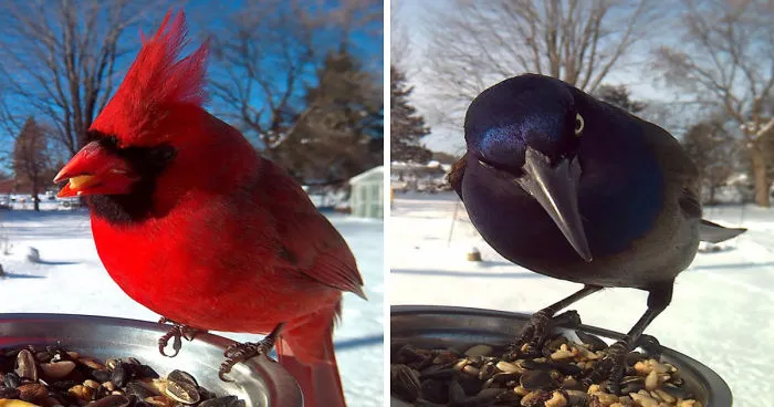 Esta mujer da de comer a los pájaros para hacerles increíbles fotos en primer plano