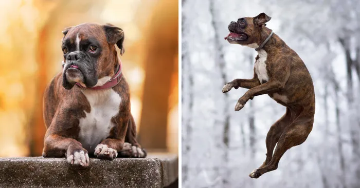 Meet Strawberry, The Boxer  Who Is My Best Hiking Buddy