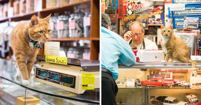 I Spent Last Summer Photographing Cats In Shops All Over NYC
