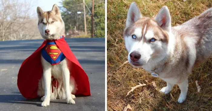 Banner, The Super Hero Service Dog Uses Cosplay To Educate Children About Service Dogs