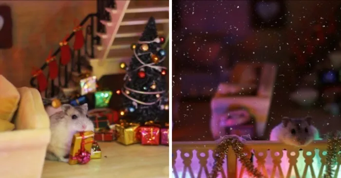 We Gave Some Homeless Hamsters A New Home And An Unforgettable Christmas
