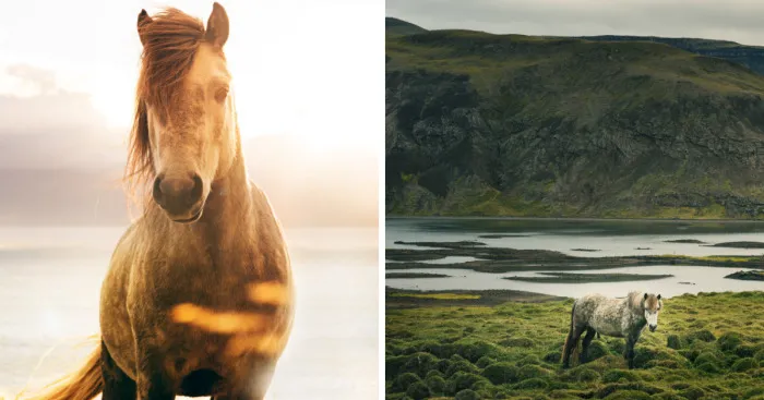 I Documented The Surprising Side Of The Rugged Wild Horses Of Iceland