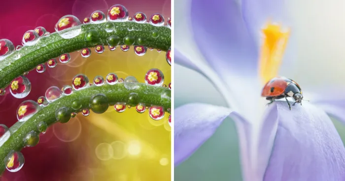 Incredible Macro Photography: The Invisible World