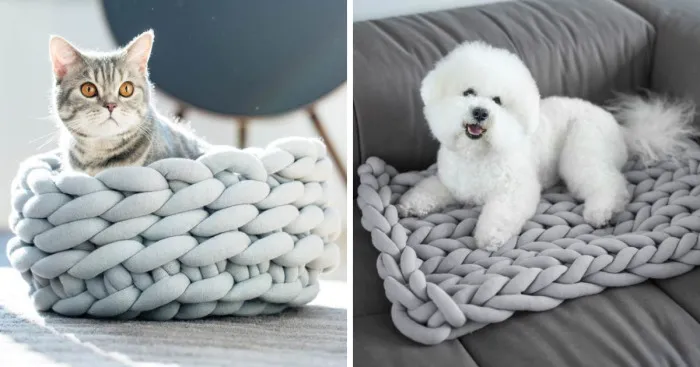 Ohhio Makes These Unique Chunky Creations For Pets