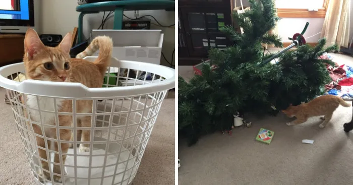 When My New Kitten Realized Christmas Had A Tree