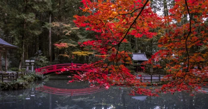I Captured Sakuras During The Japanese Autumn