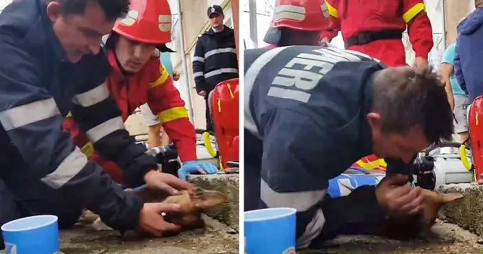 Romanian Firefighter Fights For Dog's Life By Performing CPR