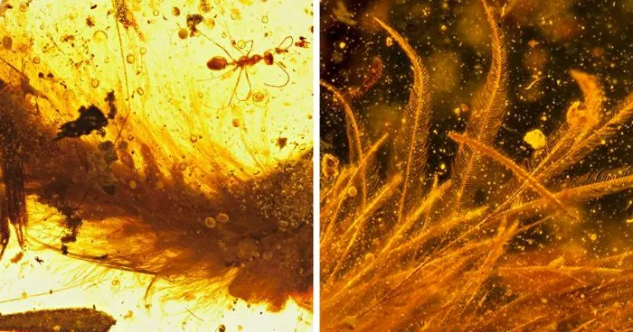 First Dinosaur Tail Found Preserved In Amber Is 99-Million-Years-Old And Covered In Feathers