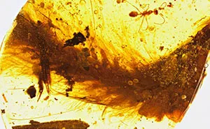 First Dinosaur Tail Found Preserved In Amber Is 99-Million-Years-Old And Covered In Feathers