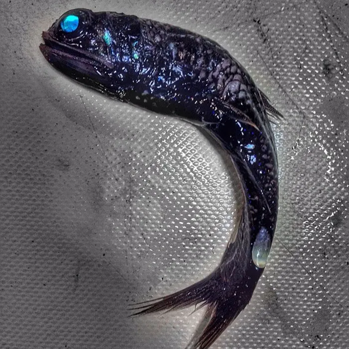Russian Fisherman Posts Terrifying Creatures Of The Deep Sea On Twitter, And People Want Him To Stop