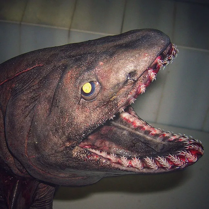 Russian Fisherman Posts Terrifying Creatures Of The Deep Sea On Twitter, And People Want Him To Stop