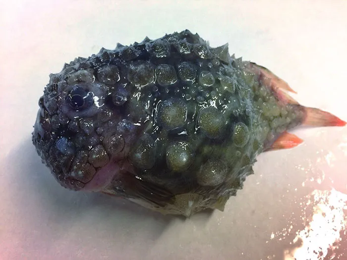 Russian Fisherman Posts Terrifying Creatures Of The Deep Sea On Twitter, And People Want Him To Stop