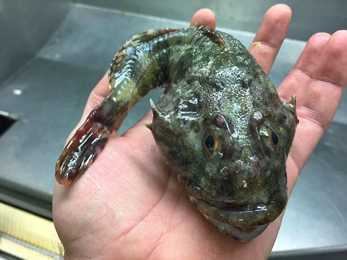 Russian Fisherman Posts Terrifying Creatures Of The Deep Sea On Twitter, And People Want Him To Stop