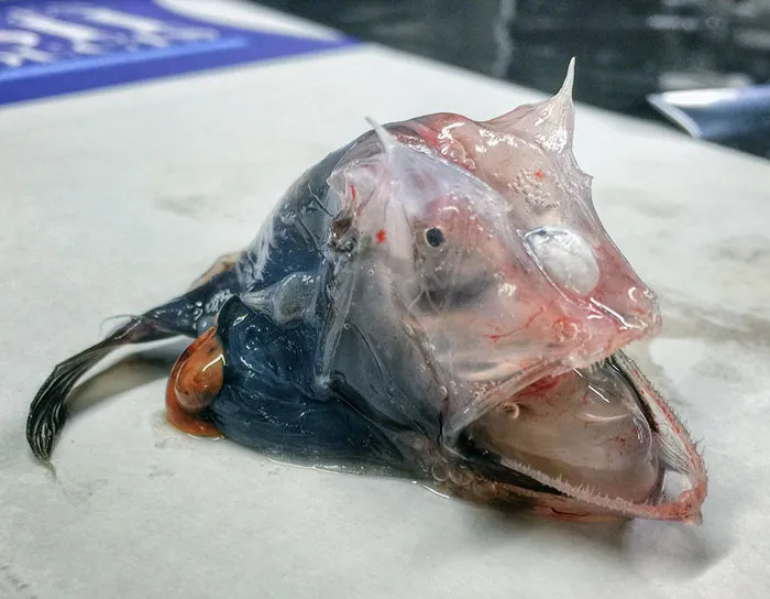 Russian Fisherman Posts Terrifying Creatures Of The Deep Sea On Twitter, And People Want Him To Stop