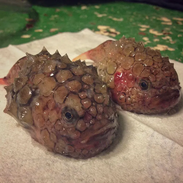 Russian Fisherman Posts Terrifying Creatures Of The Deep Sea On Twitter, And People Want Him To Stop