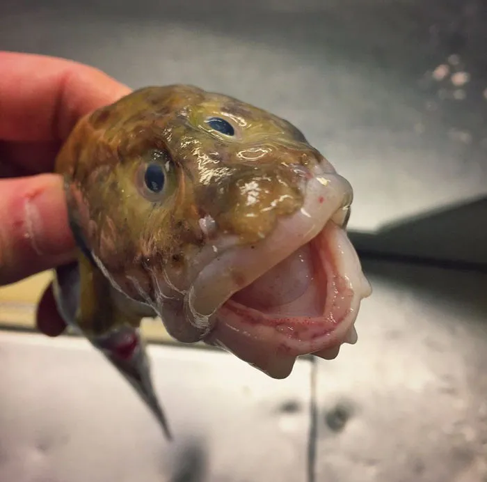 Russian Fisherman Posts Terrifying Creatures Of The Deep Sea On Twitter, And People Want Him To Stop