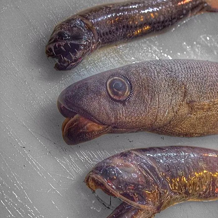 Russian Fisherman Posts Terrifying Creatures Of The Deep Sea On Twitter, And People Want Him To Stop