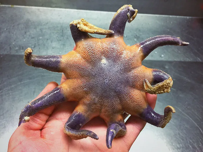 Russian Fisherman Posts Terrifying Creatures Of The Deep Sea On Twitter, And People Want Him To Stop