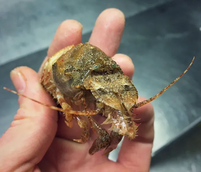 Russian Fisherman Posts Terrifying Creatures Of The Deep Sea On Twitter, And People Want Him To Stop
