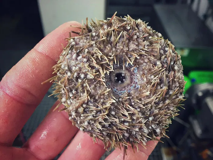 Russian Fisherman Posts Terrifying Creatures Of The Deep Sea On Twitter, And People Want Him To Stop