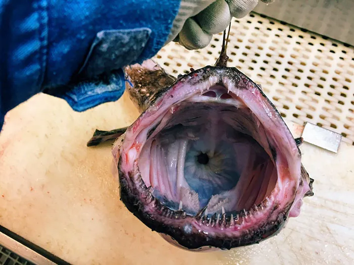 Russian Fisherman Posts Terrifying Creatures Of The Deep Sea On Twitter, And People Want Him To Stop