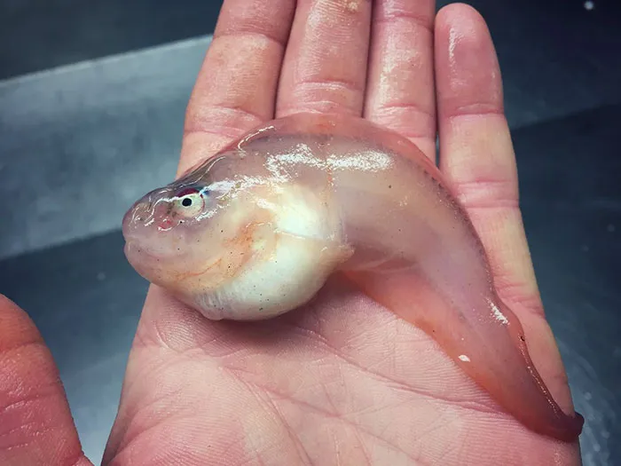 Russian Fisherman Posts Terrifying Creatures Of The Deep Sea On Twitter, And People Want Him To Stop