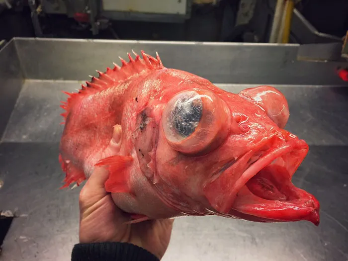 Russian Fisherman Posts Terrifying Creatures Of The Deep Sea On Twitter, And People Want Him To Stop