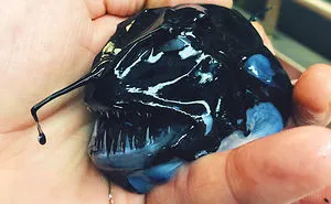 Russian Fisherman Posts Terrifying Creatures Of The Deep Sea On Twitter, And People Want Him To Stop