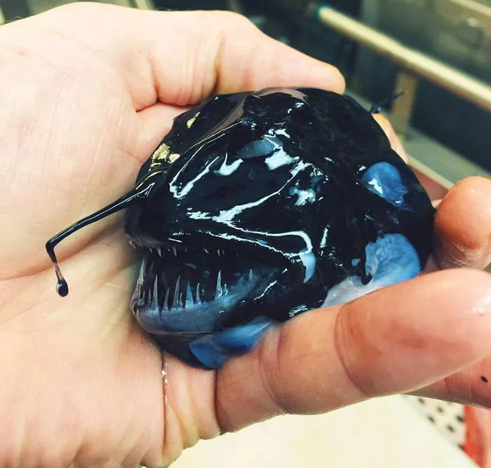 Russian Fisherman Posts Terrifying Creatures Of The Deep Sea On Twitter, And People Want Him To Stop