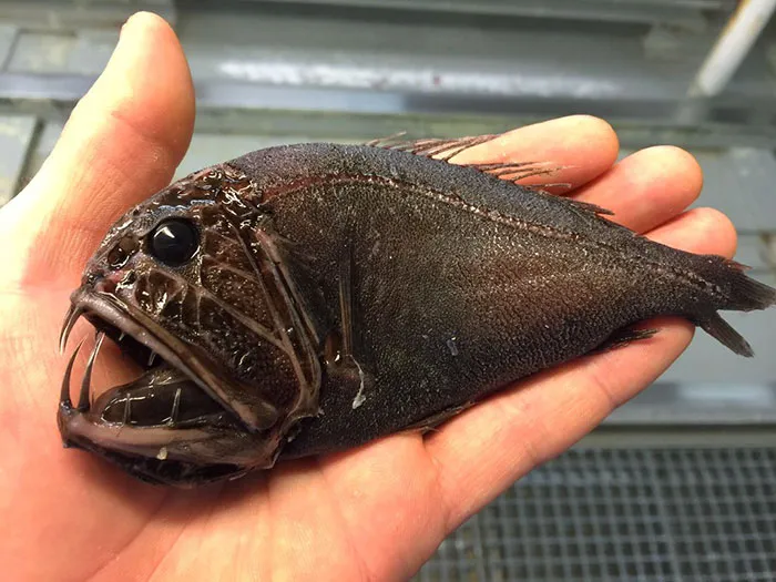 Russian Fisherman Posts Terrifying Creatures Of The Deep Sea On Twitter, And People Want Him To Stop