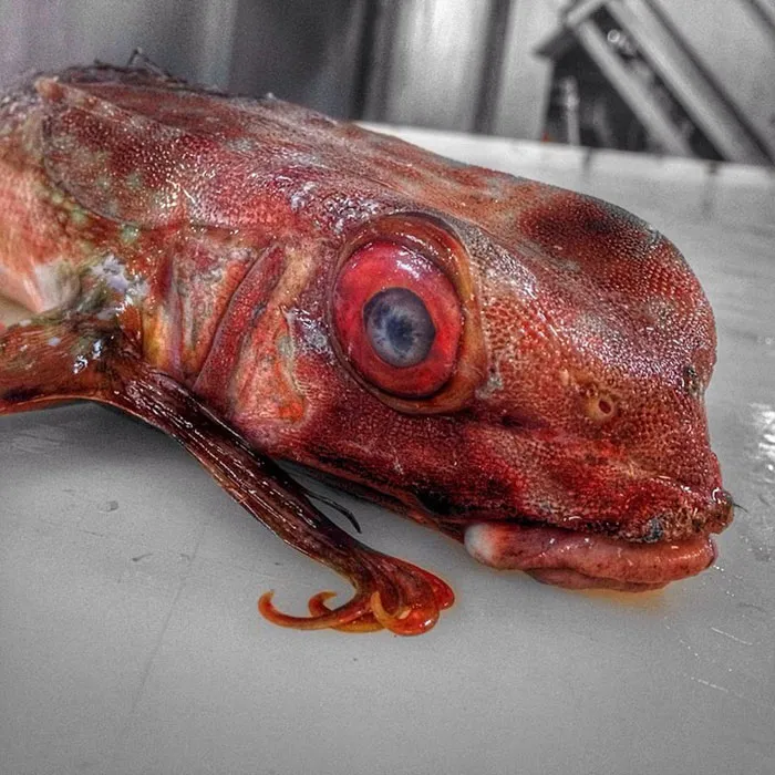 Russian Fisherman Posts Terrifying Creatures Of The Deep Sea On Twitter, And People Want Him To Stop