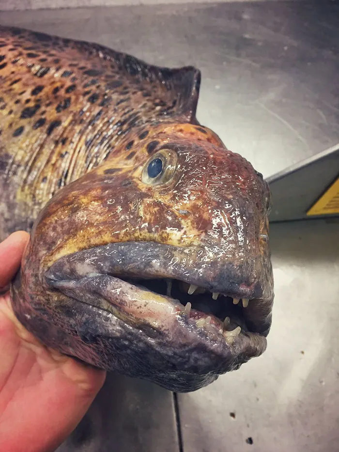 Russian Fisherman Posts Terrifying Creatures Of The Deep Sea On Twitter, And People Want Him To Stop