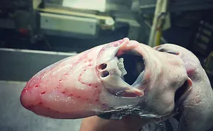 Russian Fisherman Posts Terrifying Creatures Of The Deep Sea On Twitter, And People Want Him To Stop